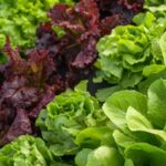 Descubren que las hojas de las plantas absorben microplásticos directamente de la atmósfera
