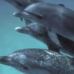 Delfines y humanos, más cerca de hablar y entenderse