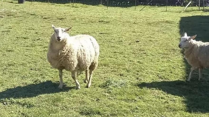 El lobo mata en Navelgas las ovejas de la familia del Director de Planificación Agraria del Principado
