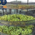Detenidos 27 integrantes de un clan que cultivaba y vendía marihuana en Madrid y Toledo