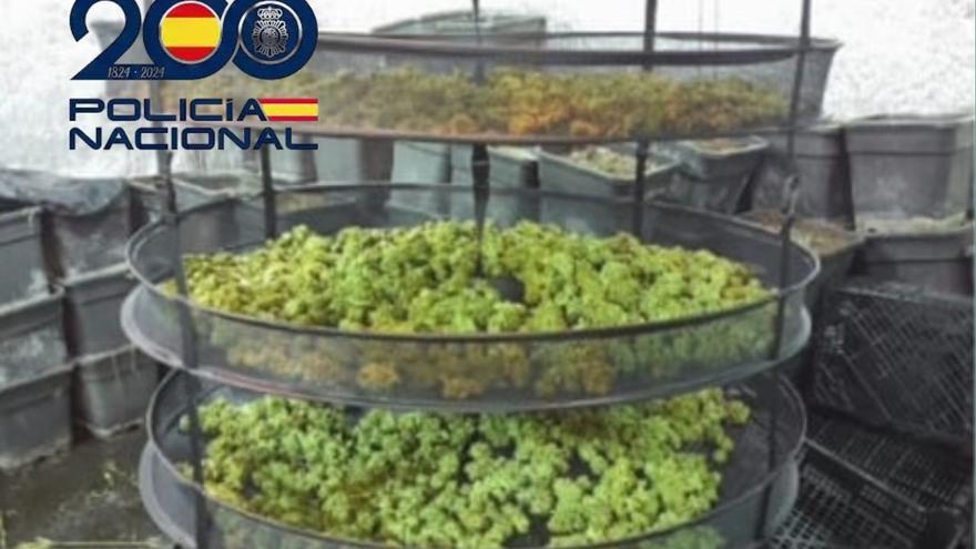 Detenidos 27 integrantes de un clan que cultivaba y vendía marihuana en Madrid y Toledo