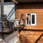 Dos detenidos por contrabando de animales exóticos vía internet en Mallorca