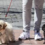 Oviedo tiene tantos perros y gatos censados como menores de 19 años: estas son las sorpredentes cifras
