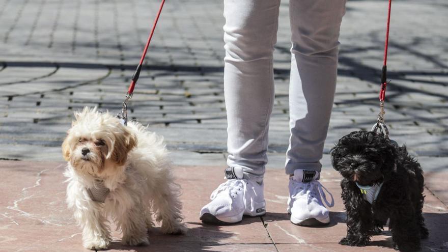 Oviedo tiene tantos perros y gatos censados como menores de 19 años: estas son las sorpredentes cifras