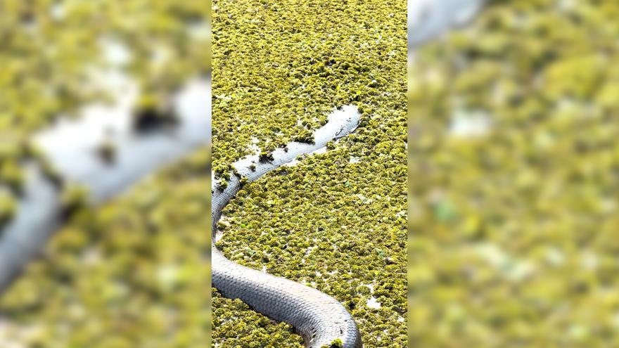 Un hombre se encuentra con una anaconda gigante en un pantano de Colombia
