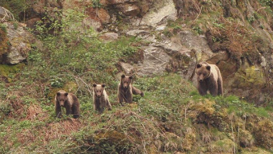 El plan para ‘salvar’ al oso del cambio climático: 150.000 árboles y campañas para evitar «sustos» con senderistas y cazadores