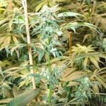 Desmantelan en Gijón un cultivo «indoor» con 288 plantas de marihuana