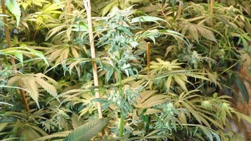 Desmantelan en Gijón un cultivo «indoor» con 288 plantas de marihuana