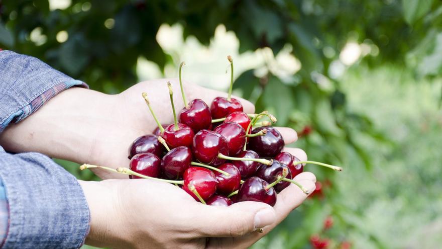 China comerá por primera vez este año cerezas cultivadas en España