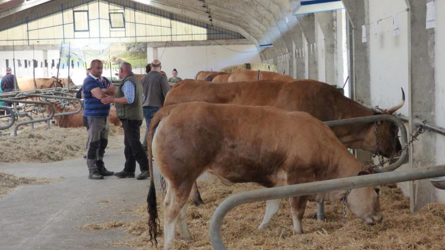 Cangas del Narcea acoge el gran escaparate ganadero del año en el Principado
