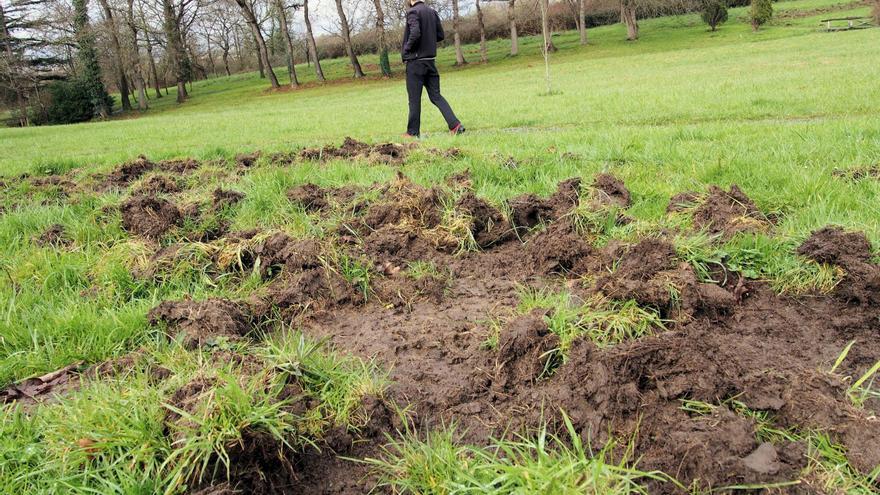 Batida nocturna (y polémica) del Principado contra el jabalí de La Fresneda: «Es una zona conflictiva»