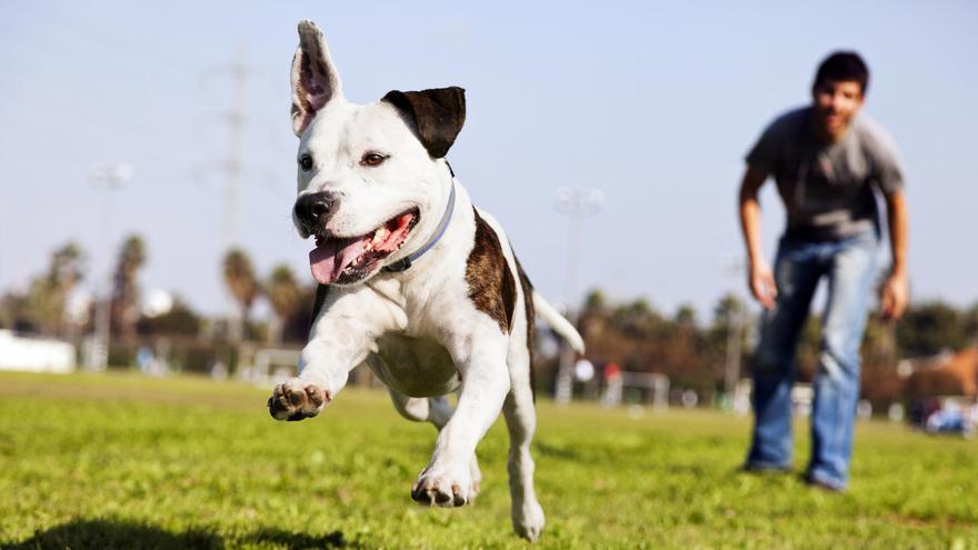 Ya es oficial: esto es lo que tienes que hacer con tu perro para evitar una multa