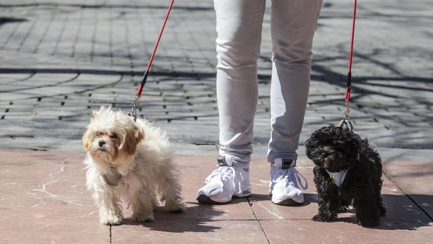 Uviéu tien tantos perros y gatos censaos como menores de 19 años: estes son les sorprendentes cifres