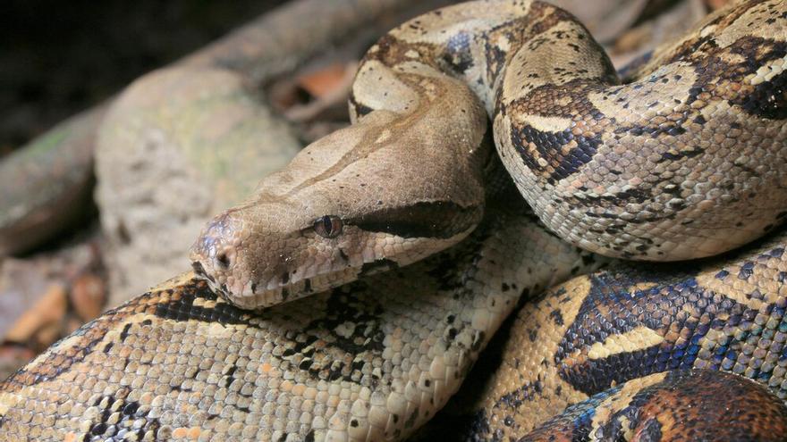 Así es la serpiente que le cayó del techo del ascensor a una vecina de El Berrón: no venenosa y puede alcanzar los 3 metros