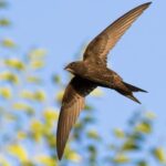 Millares de vencejos están llegando a España: así son estas asombrosas aves