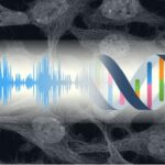 Tus células pueden oír: el sonido puede modular la actividad genética