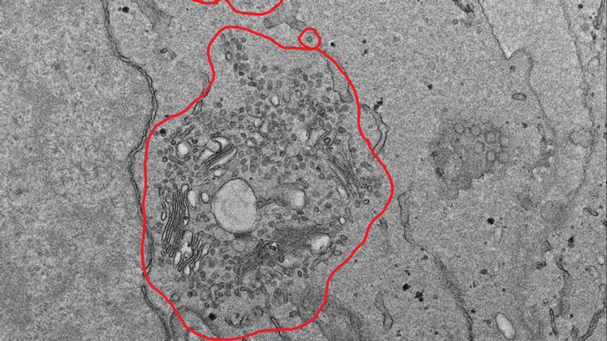 La IA supera a los expertos en virus en el laboratorio