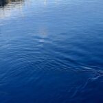 Sorpresa en el muelle de Gijón: gran expectación por un delfín