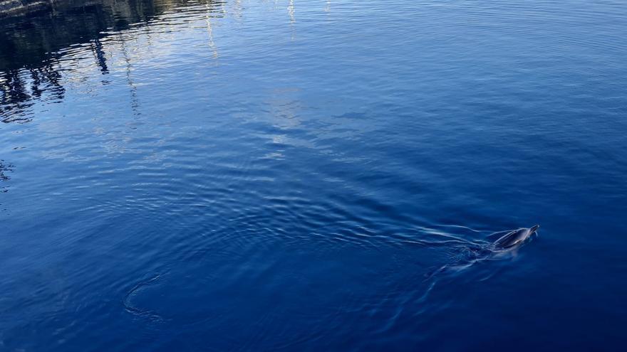 Sorpresa en el muelle de Gijón: gran expectación por un delfín