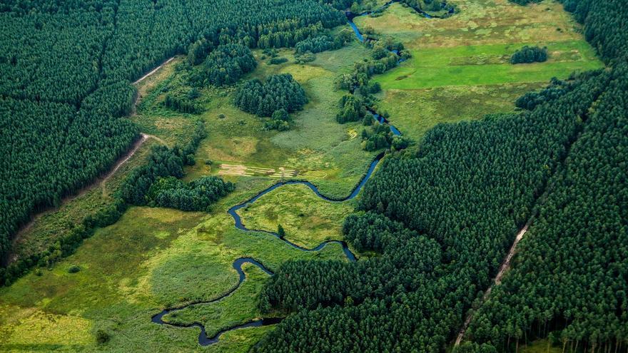 La Tierra registró un reverdecimiento récord en 2020: ¿Qué hubo detrás?