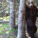 La población de osos de los Pirineos bate récord por noveno año consecutivo
