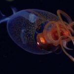 Primer registro visual de un calamar gigante vivo en su hábitat natural