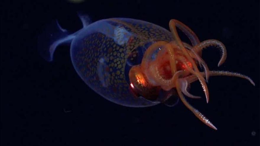 Primer registro visual de un calamar gigante vivo en su hábitat natural