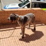 Esta es la historia (con final feliz en Castrillón) para un perro robado en Burgos