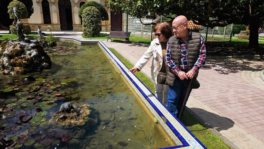 Los pequeños reptiles que «invaden» un estanque de Villaviciosa: «Es extraño que haya tantos»