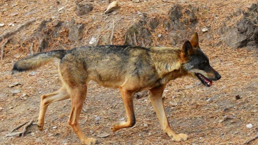 Cantabria apura al máximo la Ley y autoriza de urgencia cazar 41 lobos: «Es necesario su control»