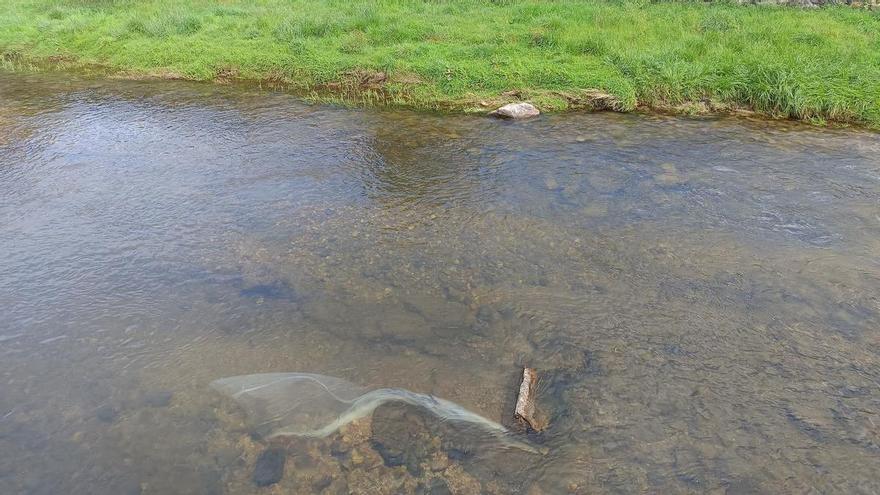 Denuncian la presencia de plásticos en el río Güeña a su paso por Cangas de Onís