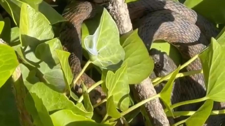 Localizan varias culebras de gran tamaño en el paseo fluvial del Güeña, en Cangas de Onís