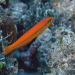 Hallan peces que usan herramientas: «Son mucho más inteligentes de lo que creemos»