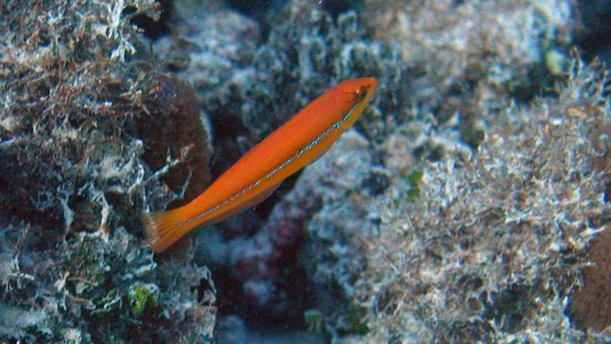 Hallan peces que usan herramientas: «Son mucho más inteligentes de lo que creemos»