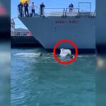 Un delfín sorprende a los buzos de la Armada en Ferrol