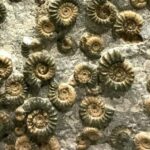 Resuelto el misterio de la biodiversidad ocurrido tras la extinción del pérmico