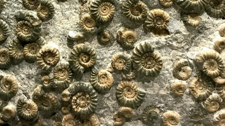 Resuelto el misterio de la biodiversidad ocurrido tras la extinción del pérmico