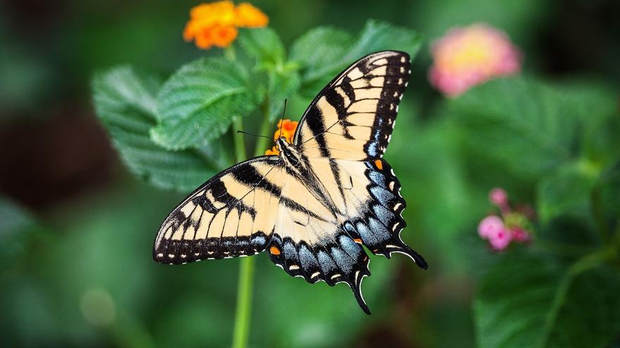 La alimentación mundial amenaza con desmoronarse por la caída de los insectos polinizadores