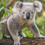 Matan a tiro limpio 750 koalas desde helicóptero en Australia: este es el motivo