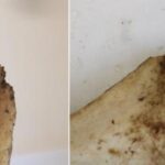 Primera evidencia de que los gladiadores luchaban contra leones en el Imperio Romano