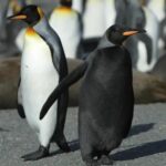 Apadrinar a un pingüino: la nueva moda que arrasa en las redes