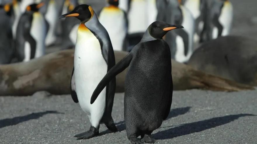 Apadrinar a un pingüino: la nueva moda que arrasa en las redes
