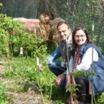 Ovejas con aversión inducida a la Rosa Narcea y un robot segadora teledirigido, dos métodos para mantener a raya la vegetación en las plantaciones de Rosa del Narcea
