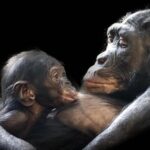 Los bonobos tienen un lenguaje con características que se creían únicas en los humanos