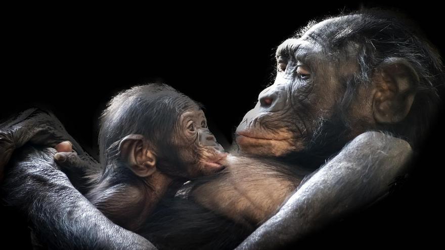 Los bonobos tienen un lenguaje con características que se creían únicas en los humanos