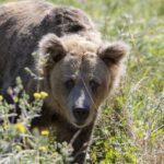 Muere la osa «Paca» siete años después de su hermana «Tola»: hubo que sacrificarla para «evitarle mayor sufrimiento»