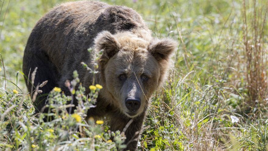 Muere la osa «Paca» siete años después de su hermana «Tola»: hubo que sacrificarla para «evitarle mayor sufrimiento»