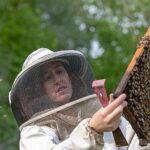 Descubren un método revolucionario para mejorar la salud de las abejas: cuestión de olores