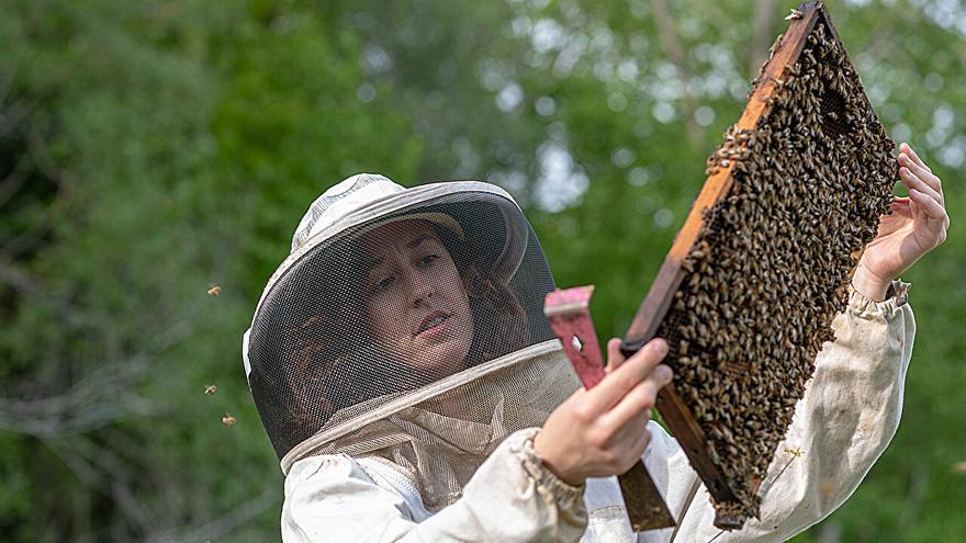 Descubren un método revolucionario para mejorar la salud de las abejas: cuestión de olores