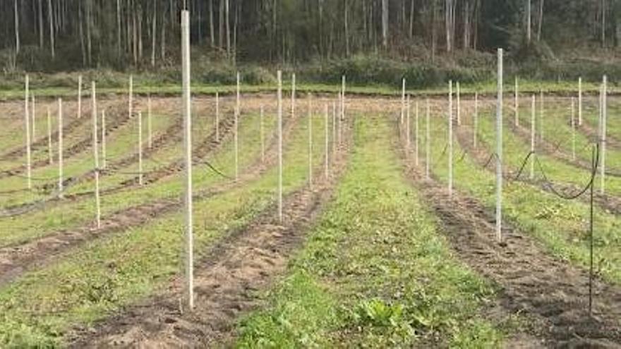Finca Gallinal, con terrenos en Gijón y Llanera, planta 5.500 pumares de manzana para la Denominación de Origen